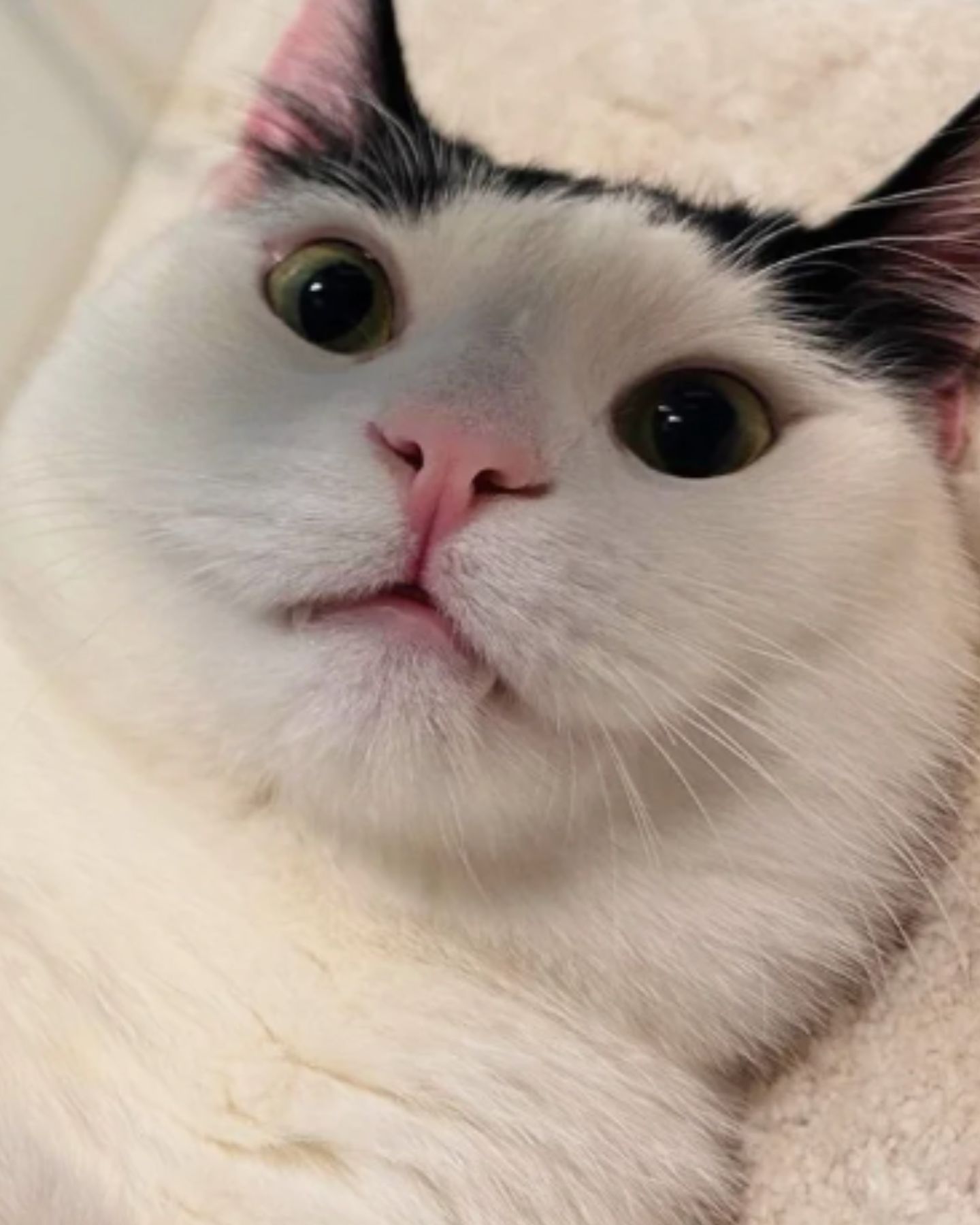 close up photo of the shelter cat