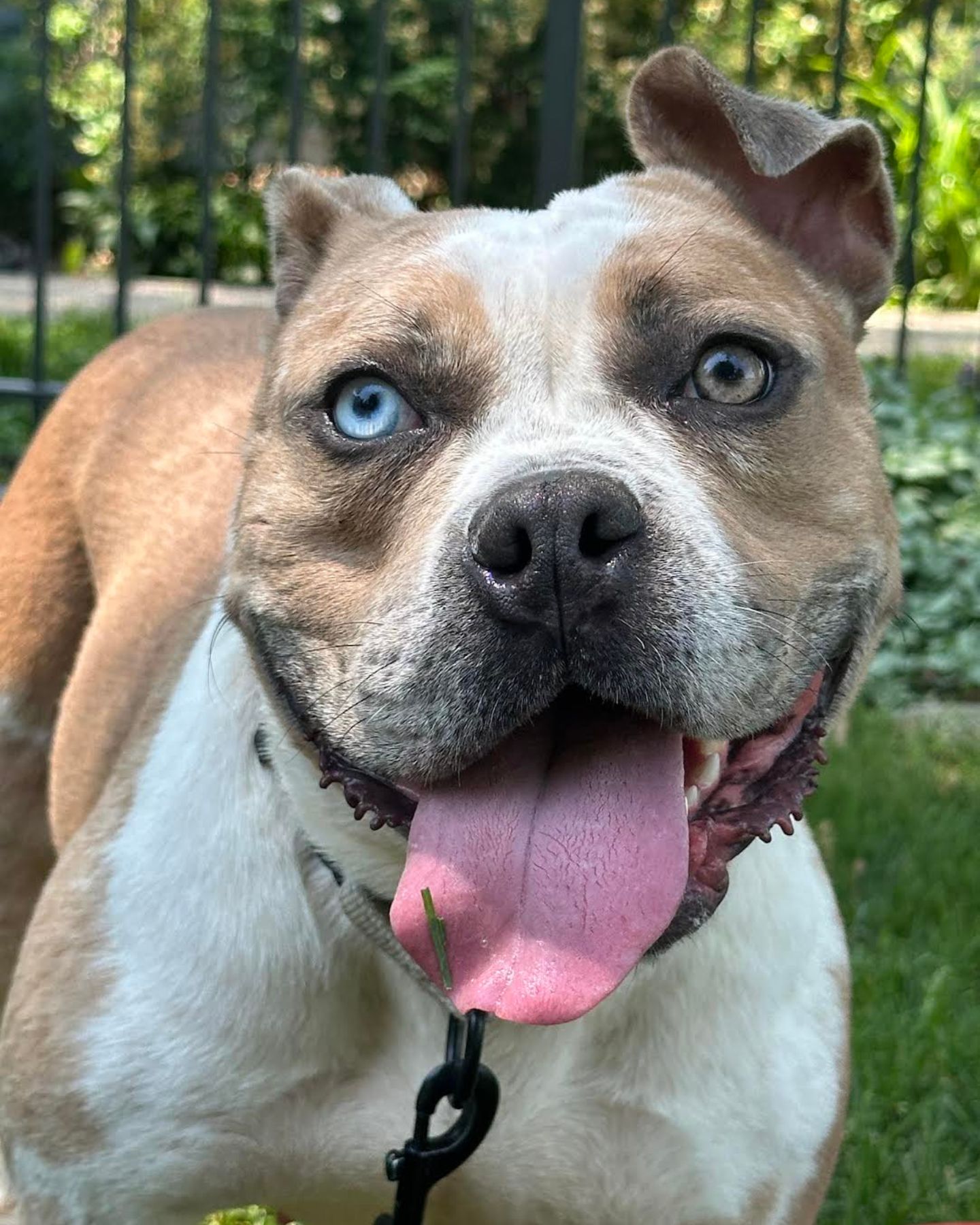 close up photo of the shelter dog