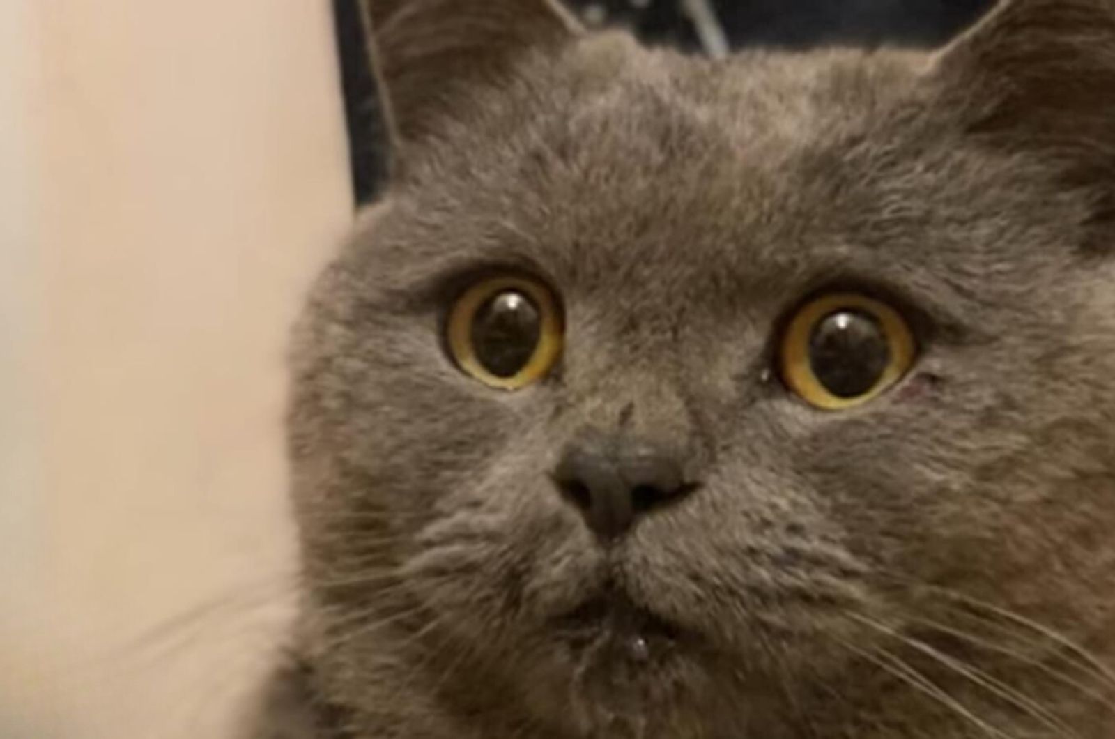 close up photo of the terrified cat