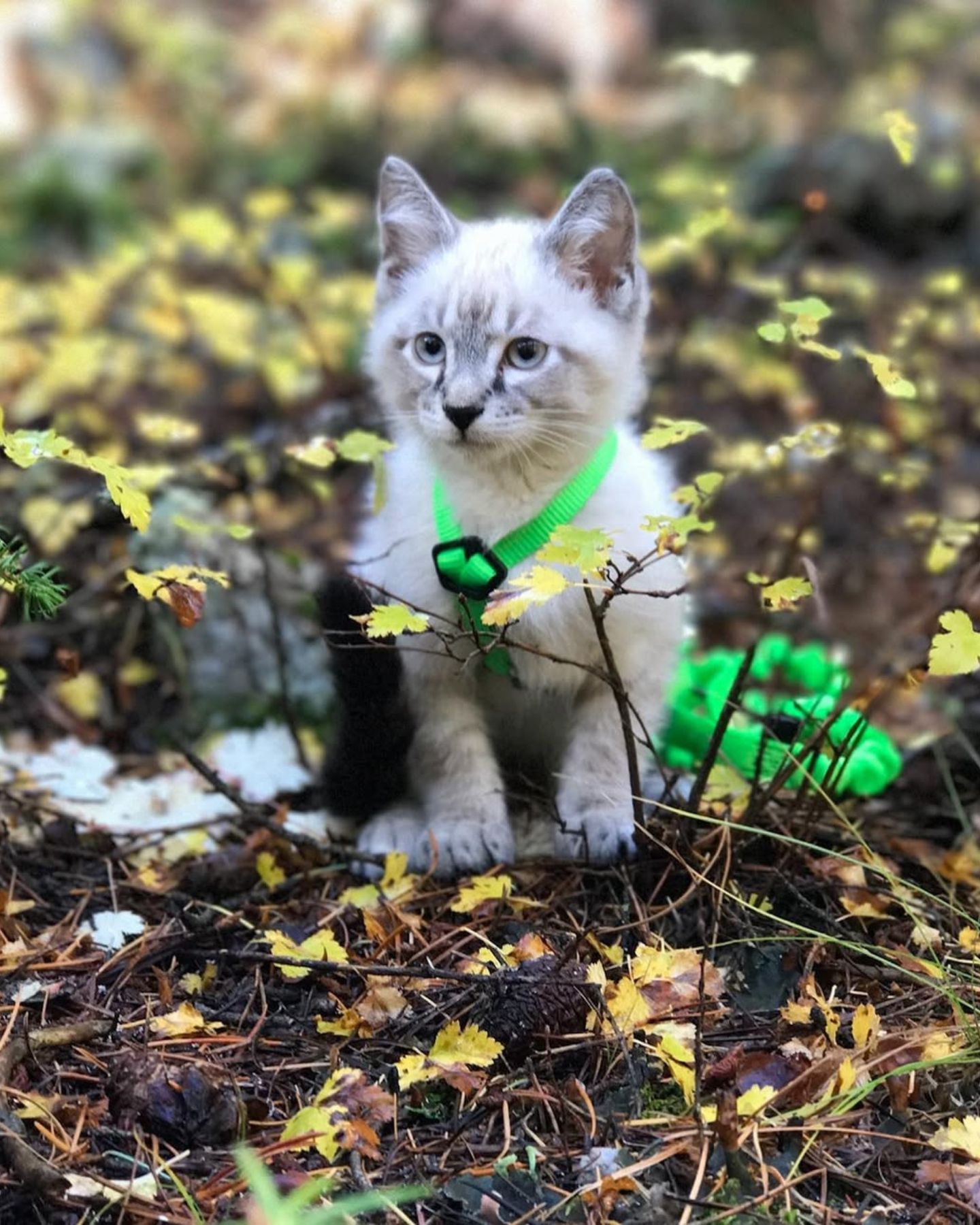colorado kitten