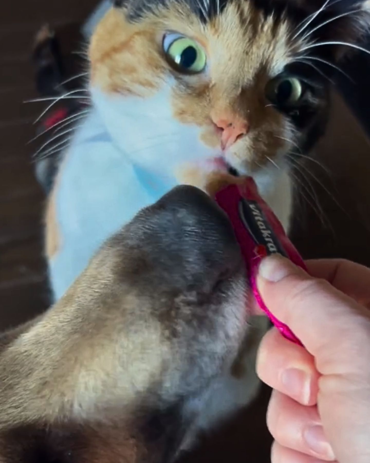 colorful cat eating her treats