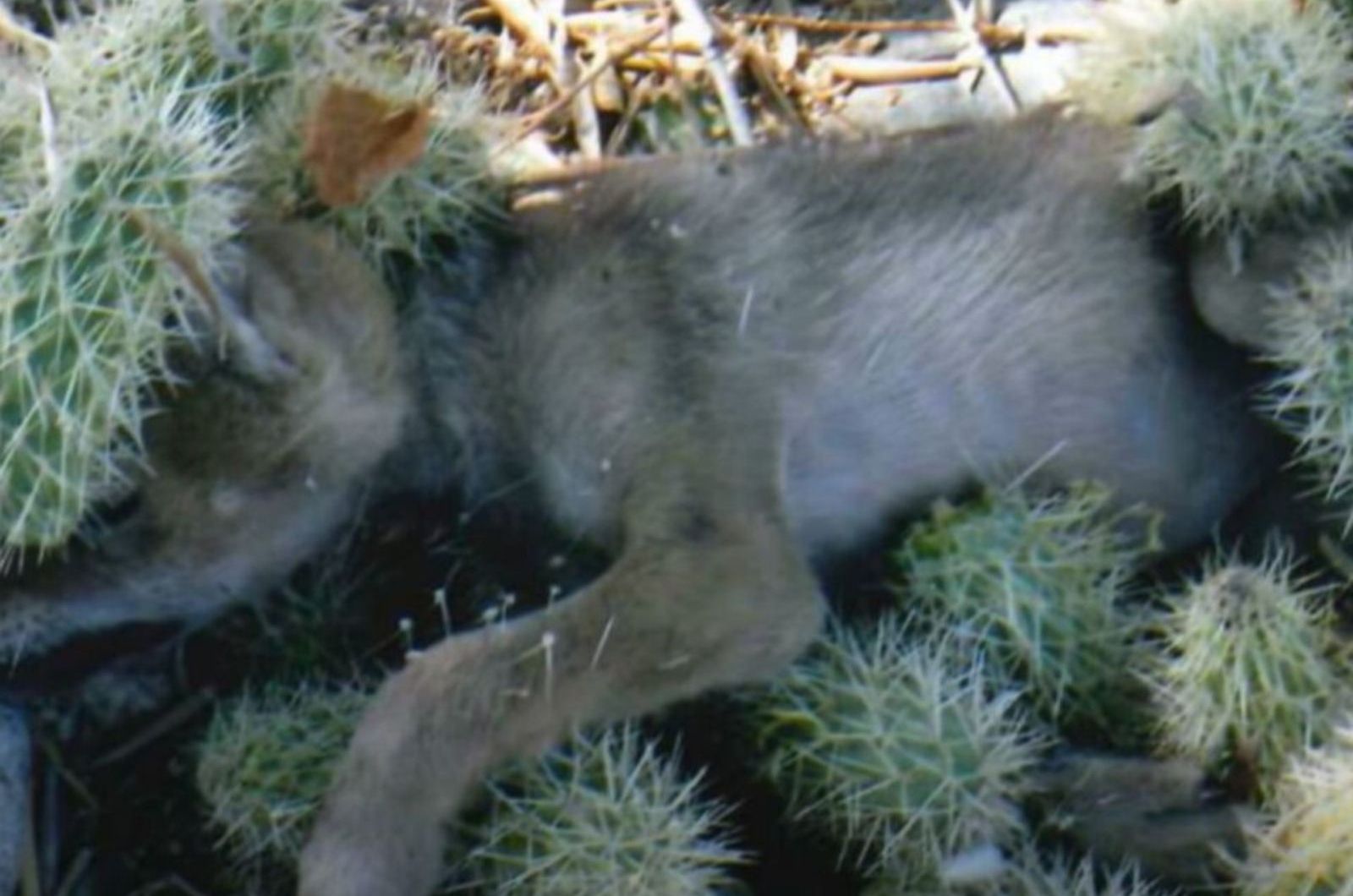 coyote tangled in cacti