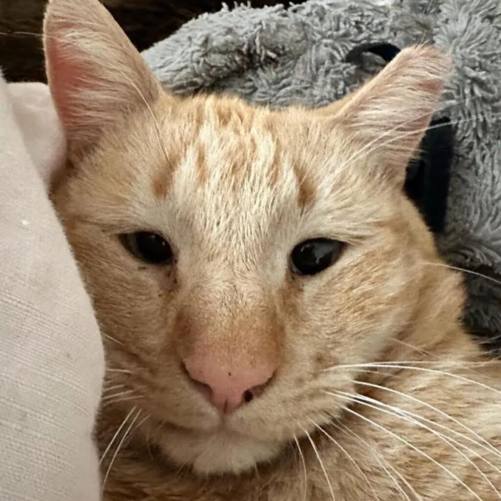 crossed eyed ginger cat