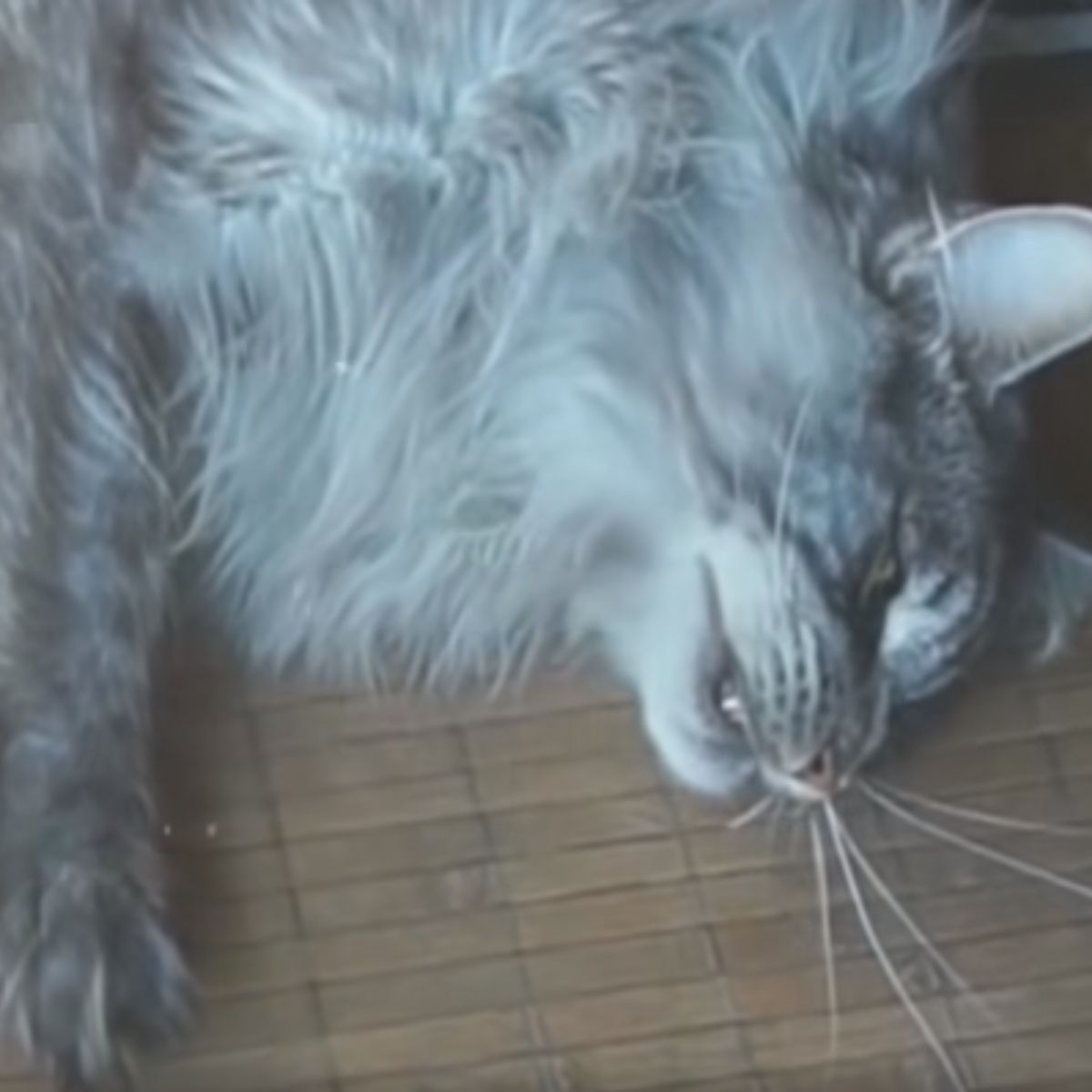 crying cat