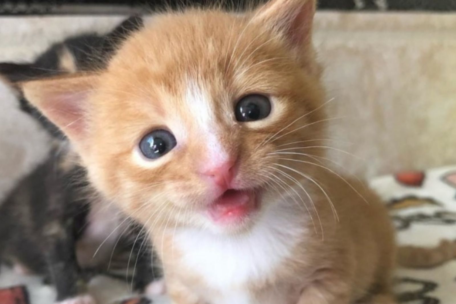 crying kitten