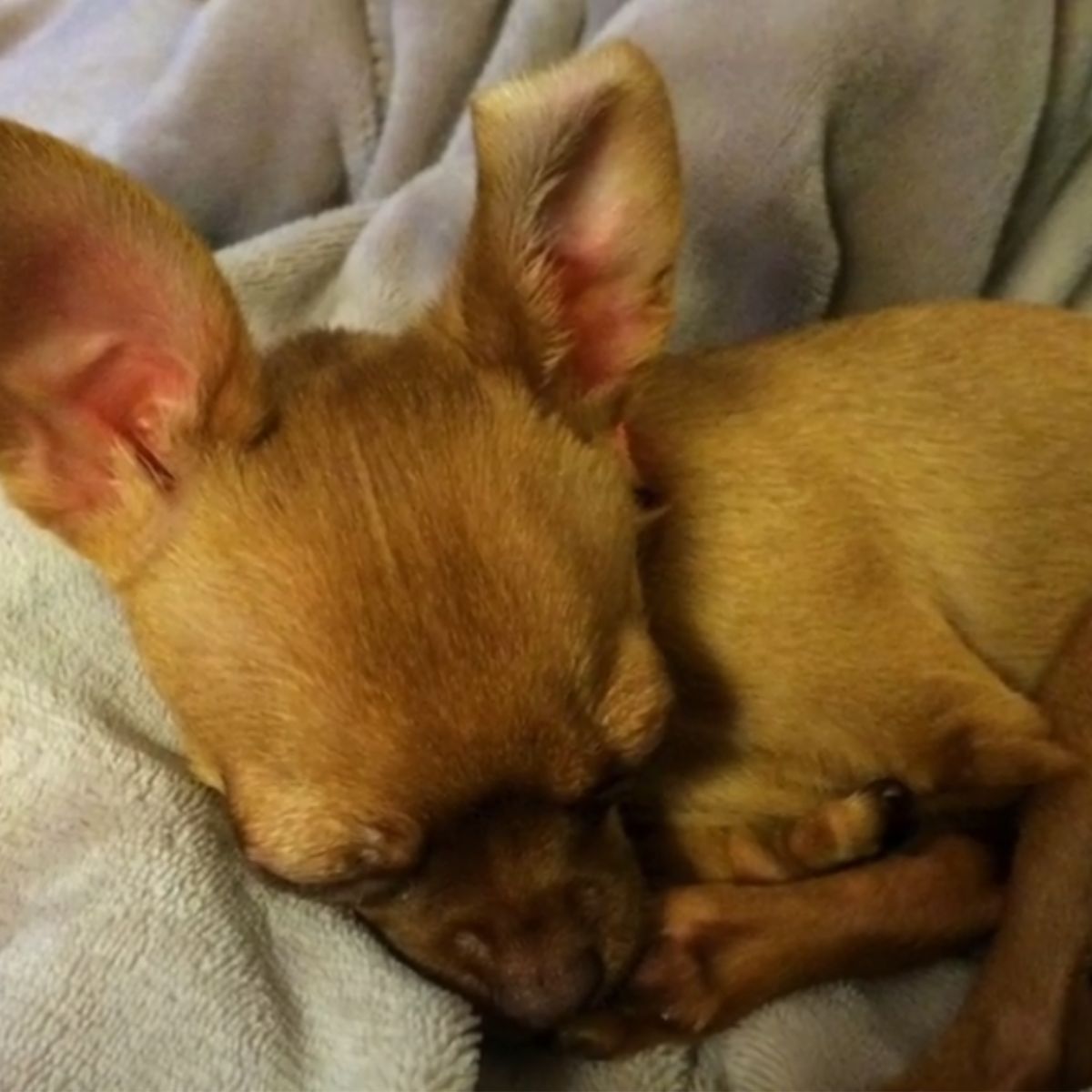 curled up dog sleeping