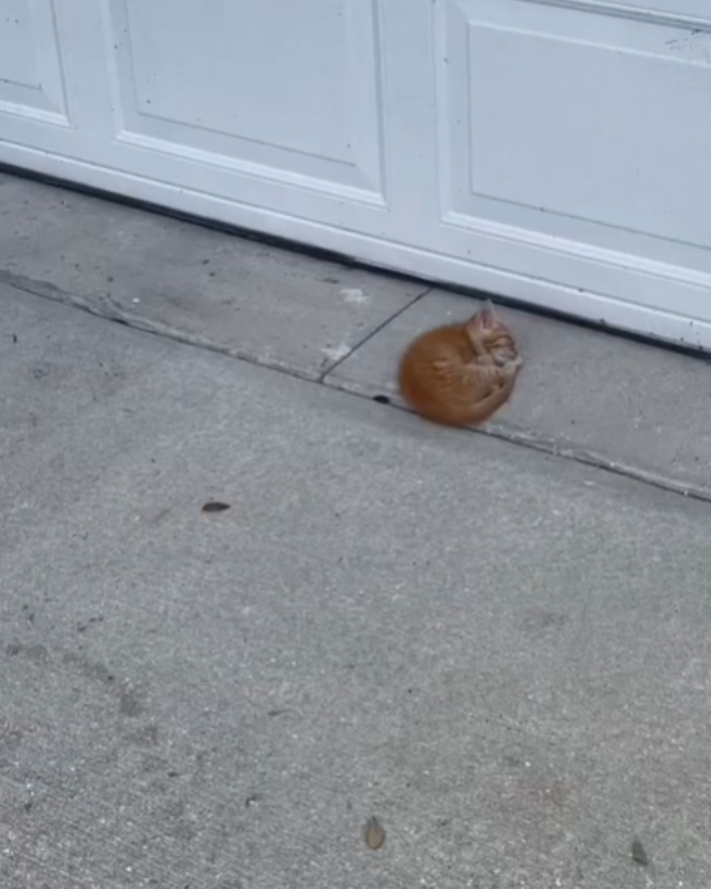 curled up fragile kitten