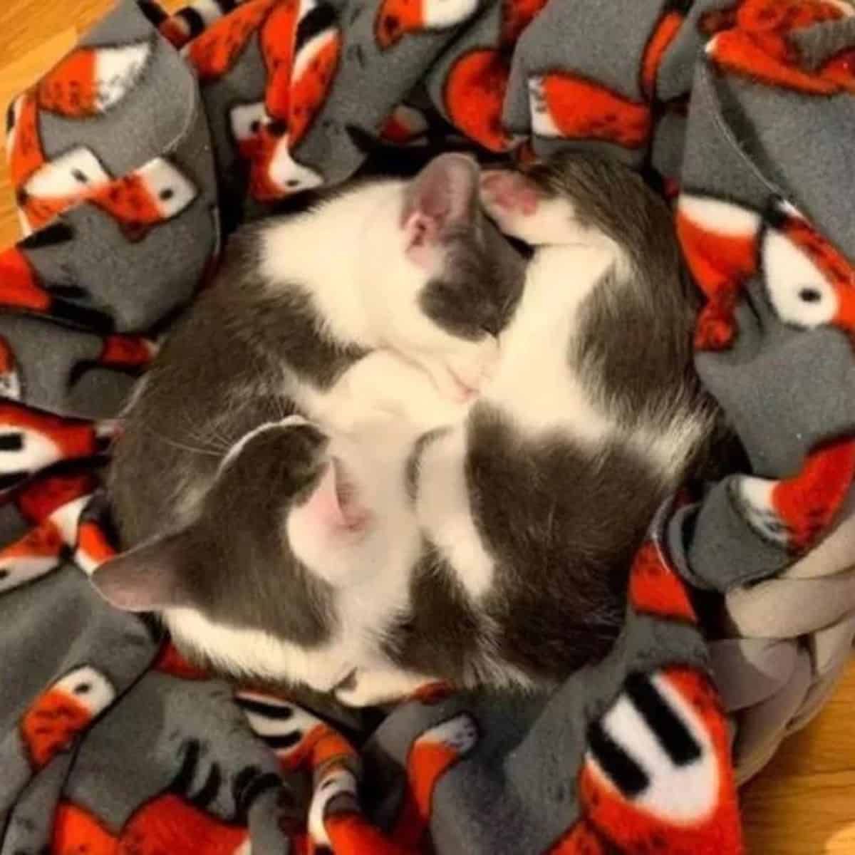 curled up kittens sleeping