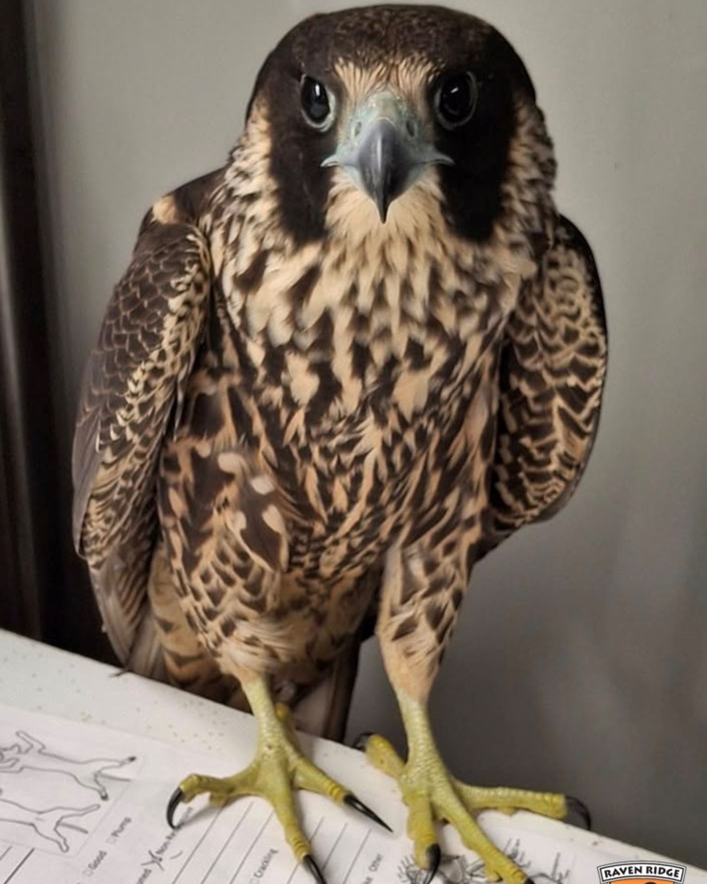 cute Fastest Predator