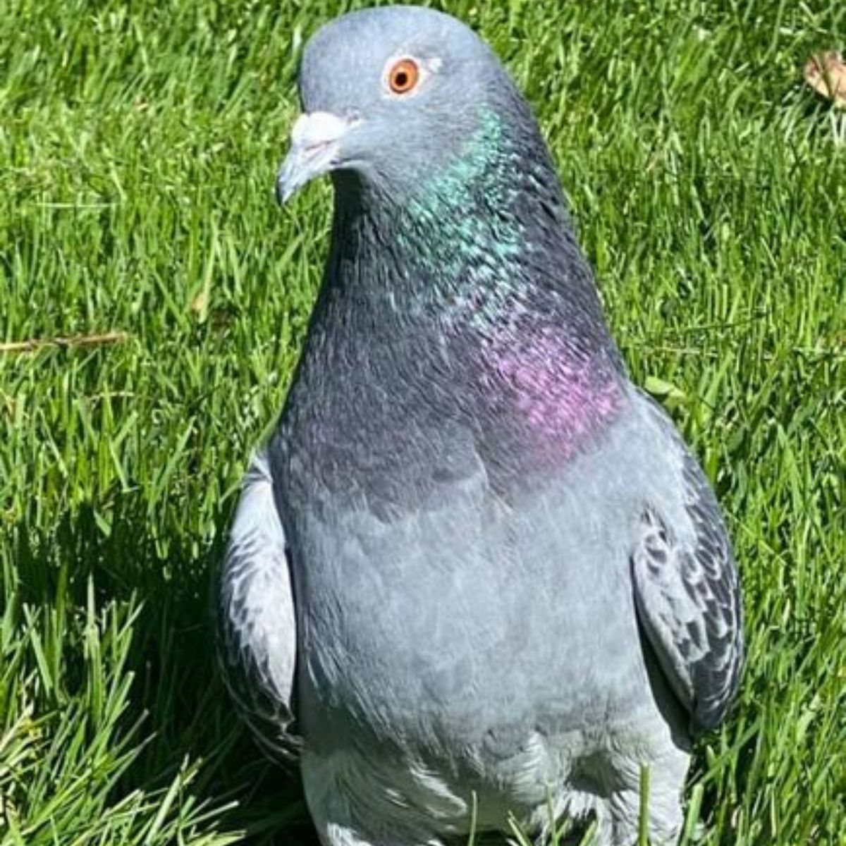cute Pigeon