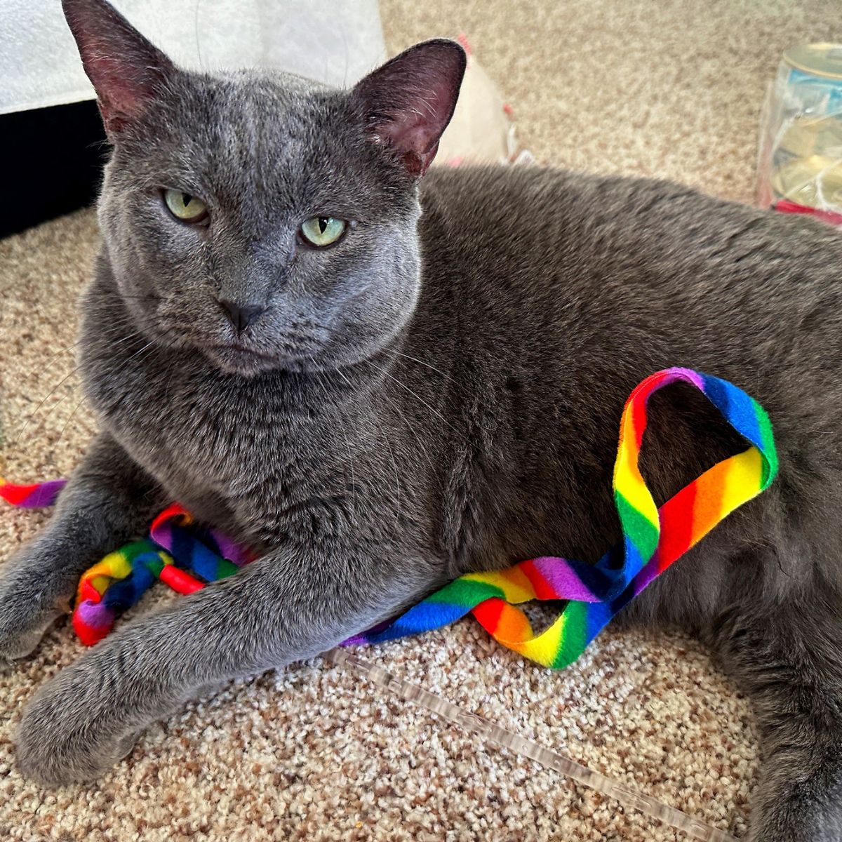 cute big gray cat