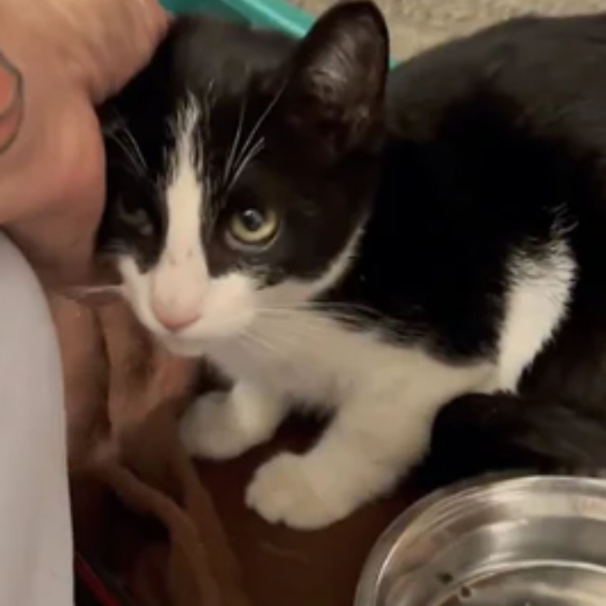 cute cat cuddling