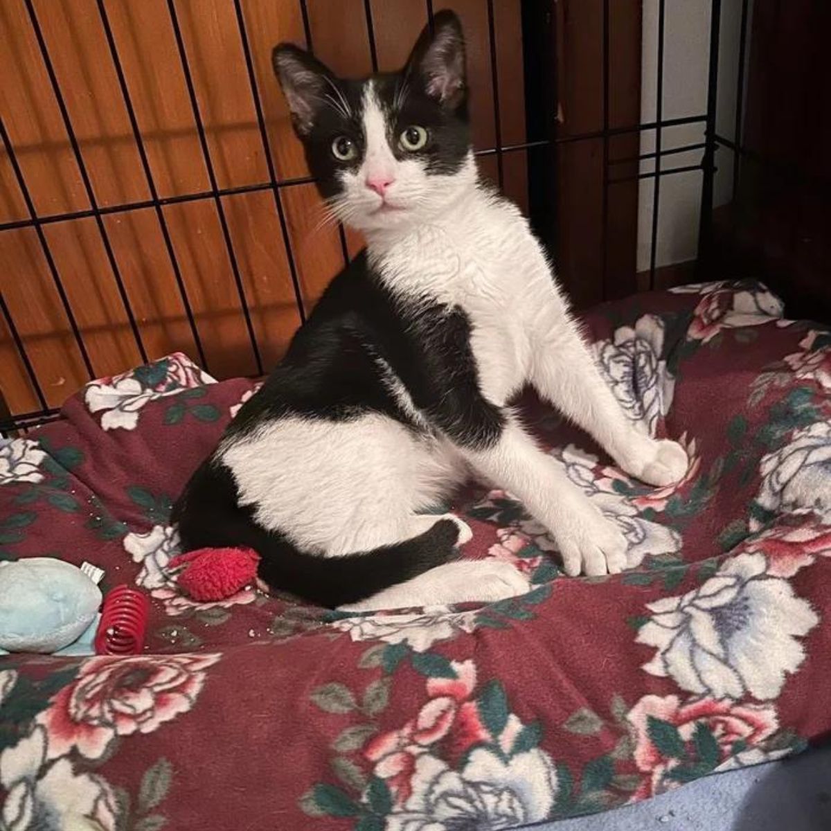 cute cat in a cage