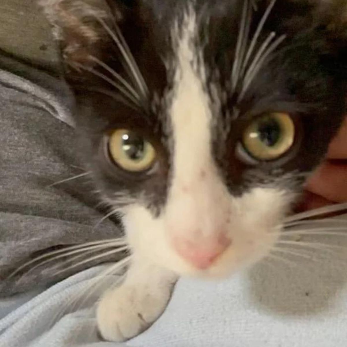 cute cat with big eyes