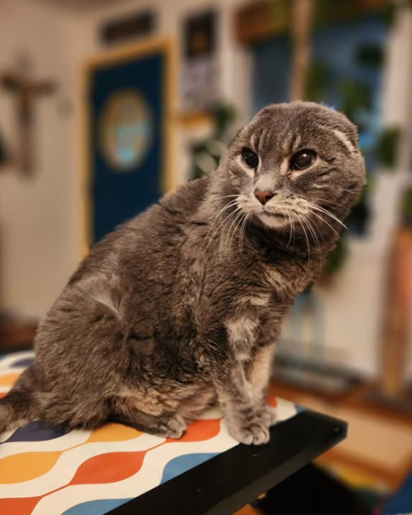 cute cat without ears