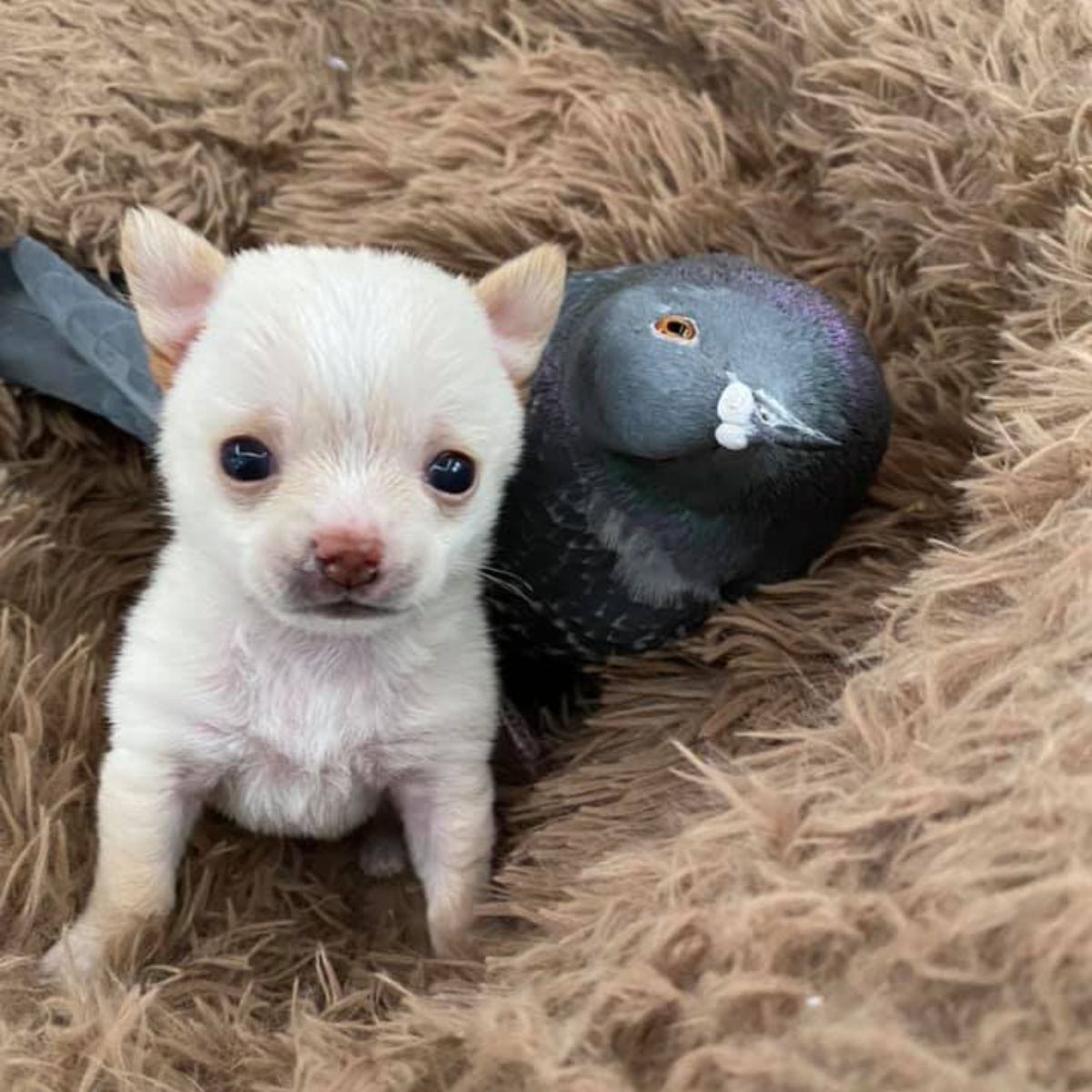 cute dog and pigeon