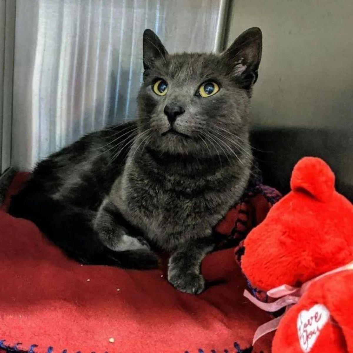 cute found cat