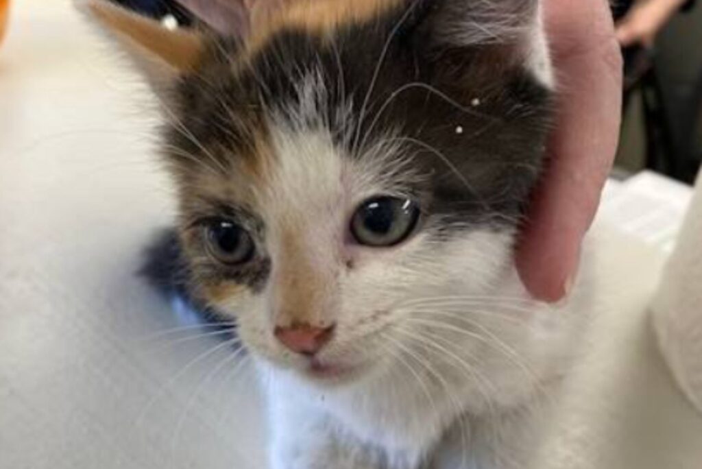cute kitten