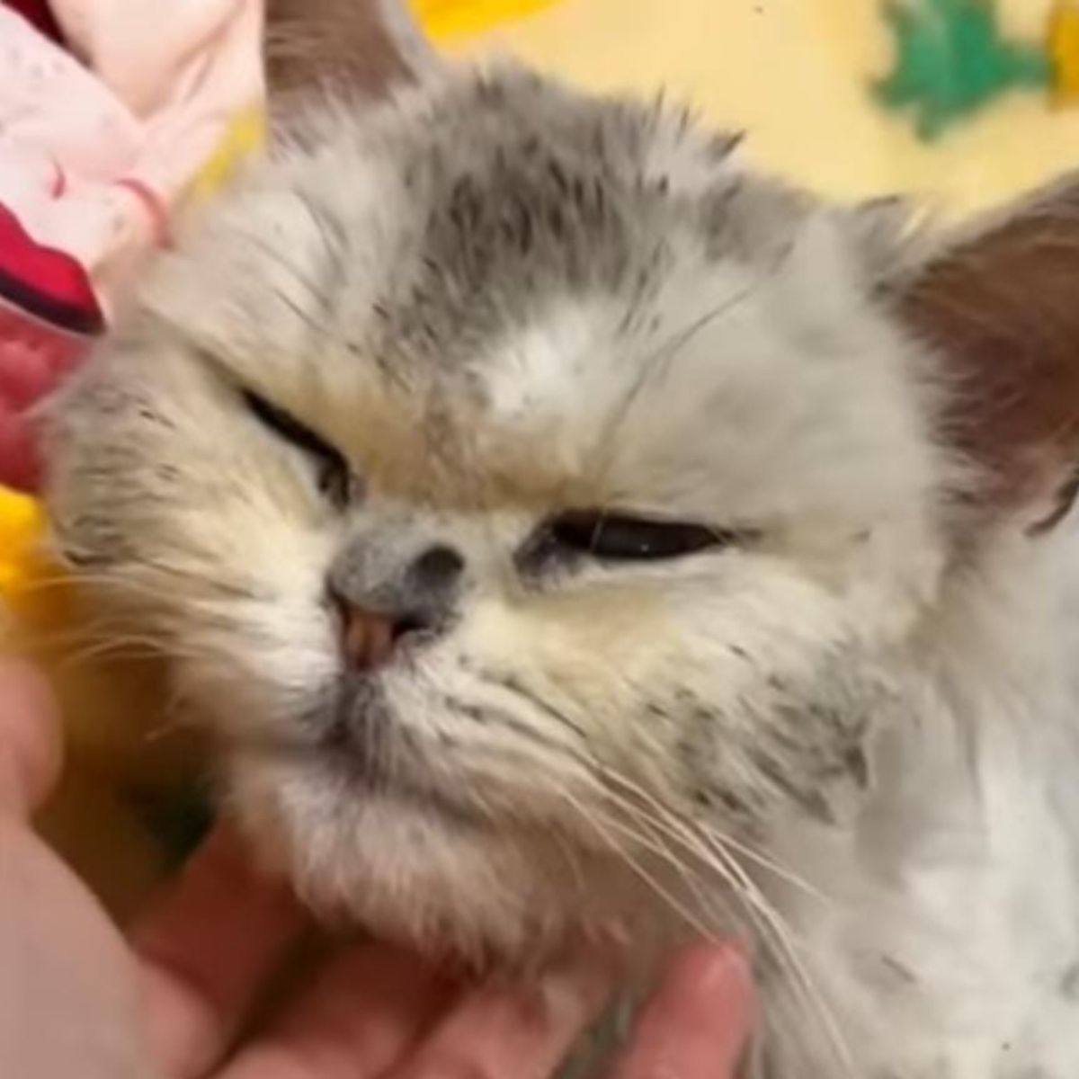 cute kitten