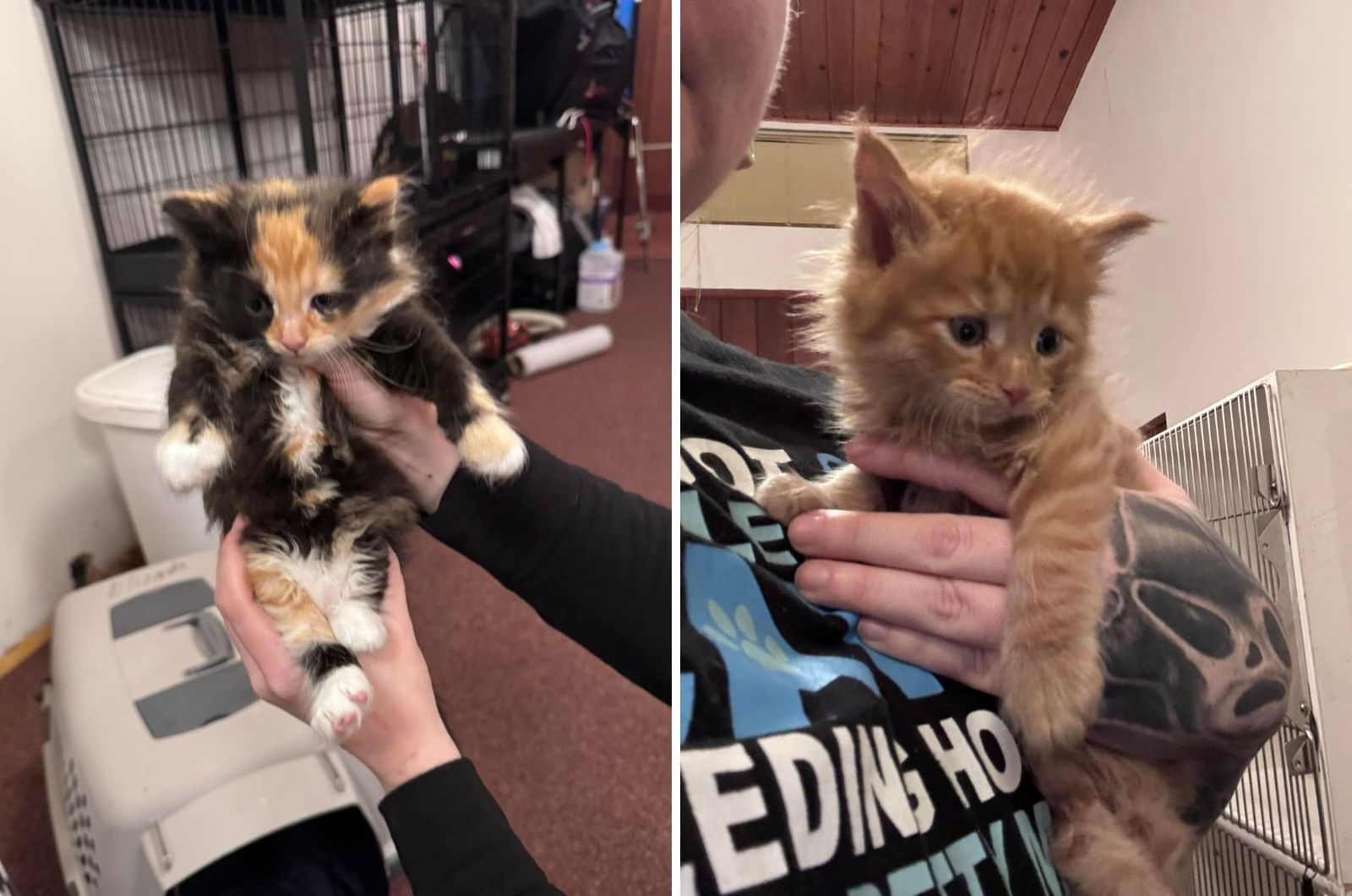 cute kitties