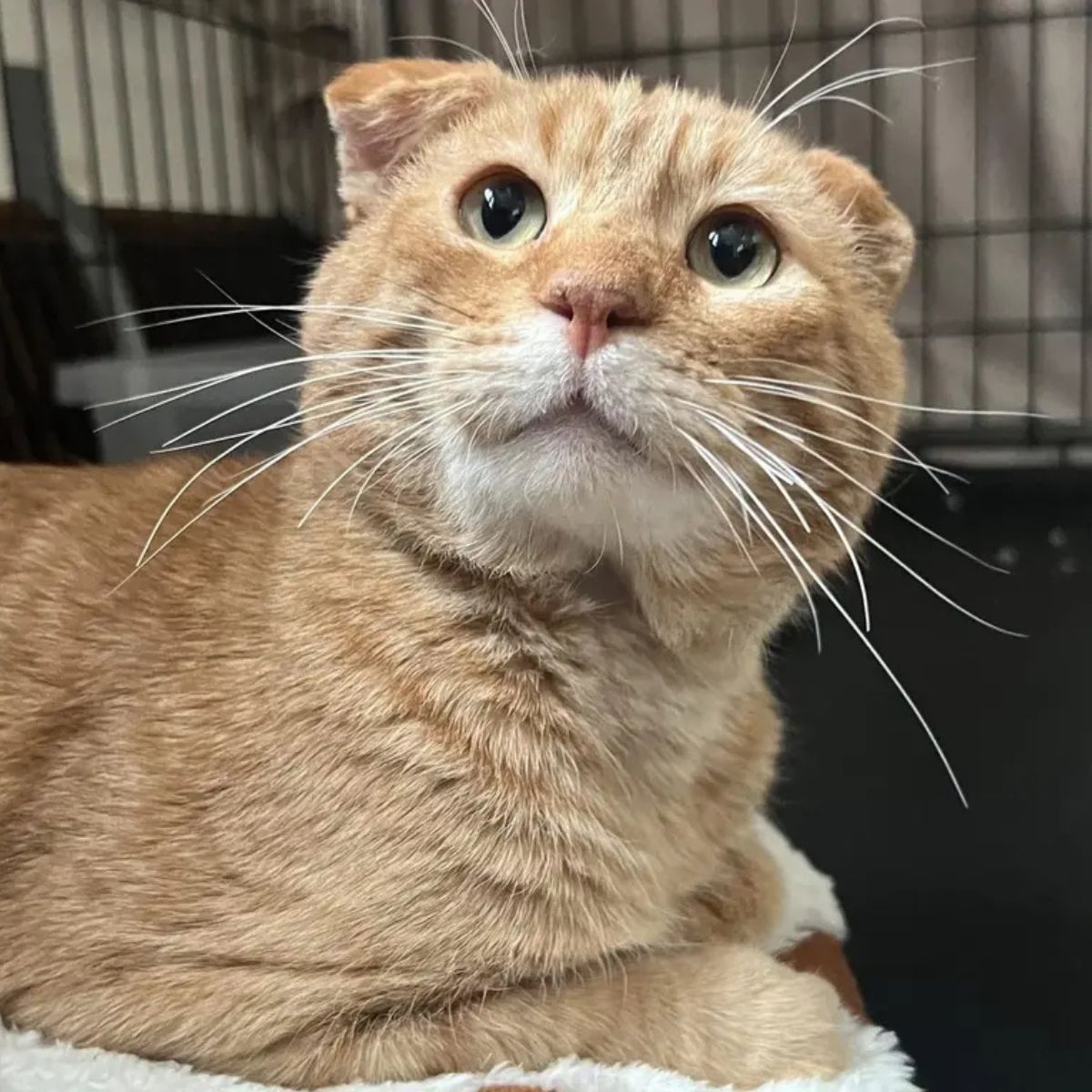 cute orange cat