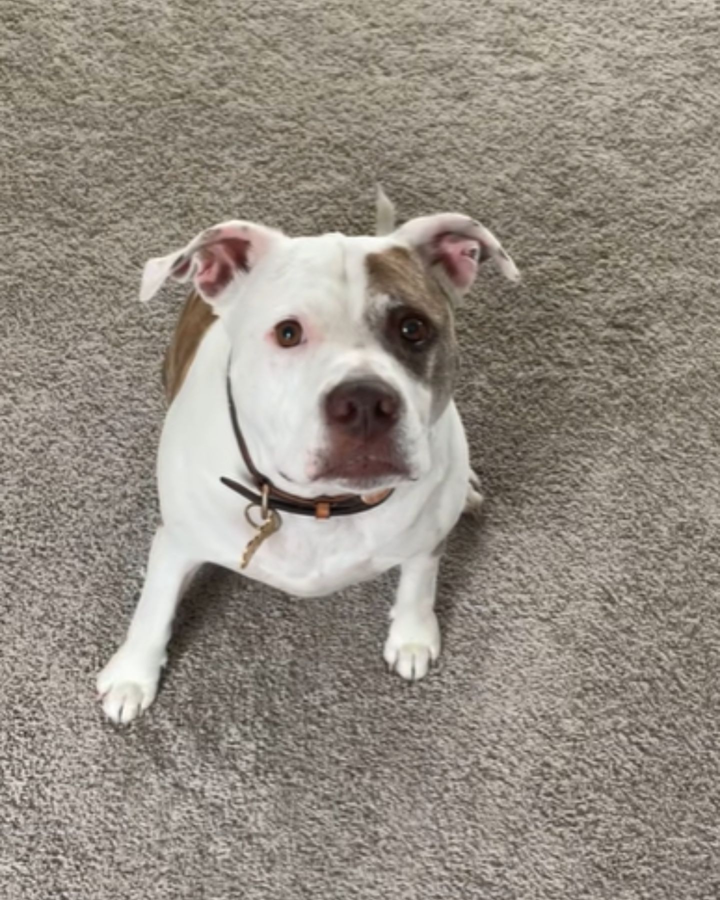 cute pit bull