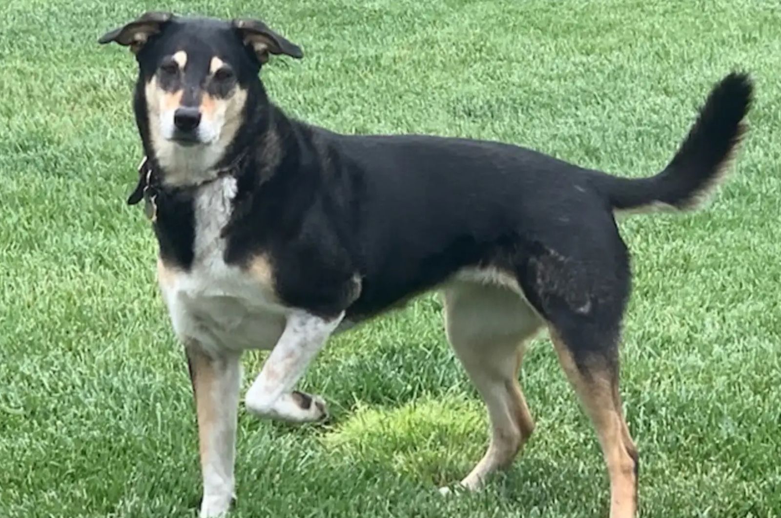 cute senior dog on the grass