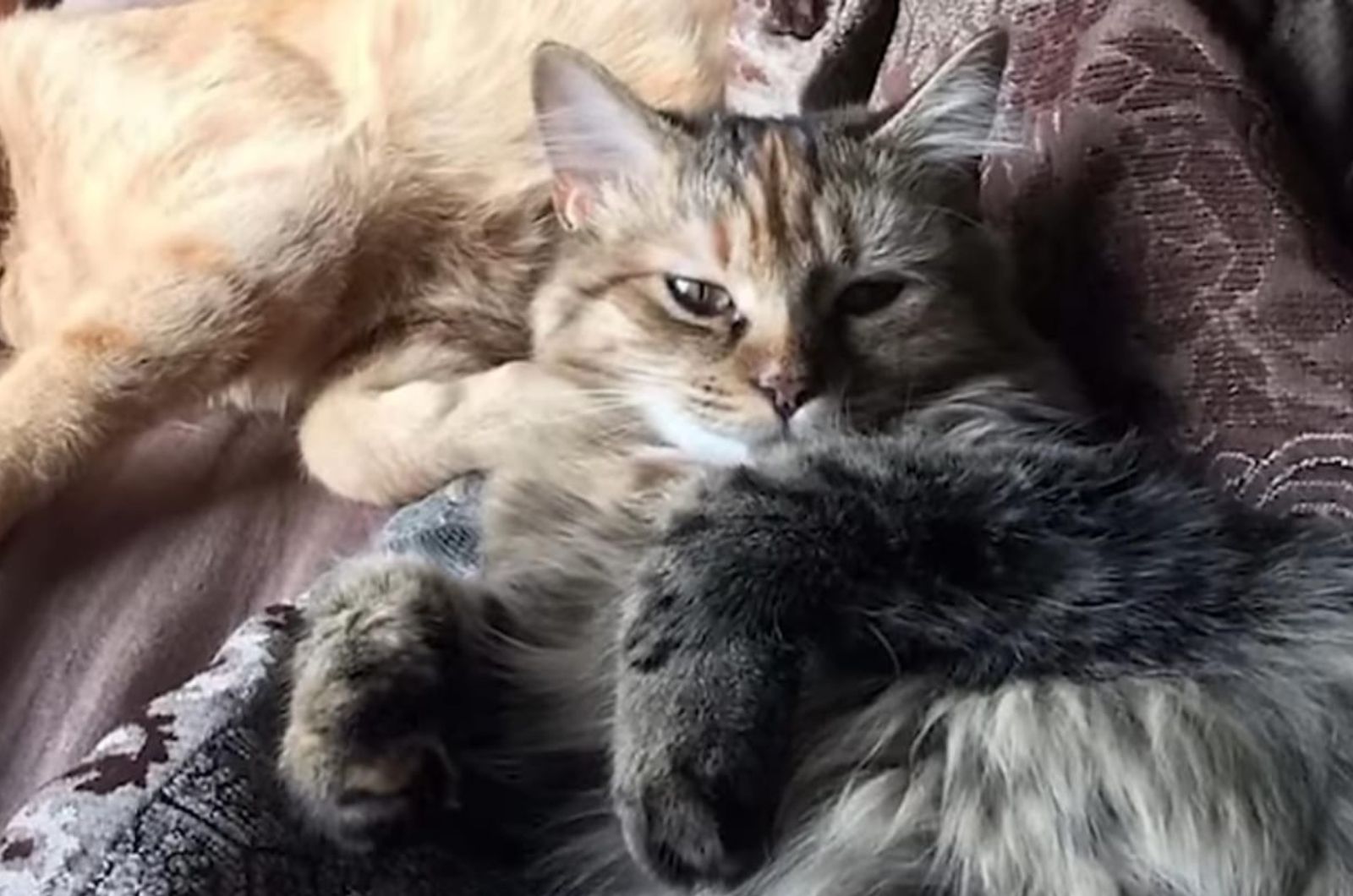 cute tabby cat