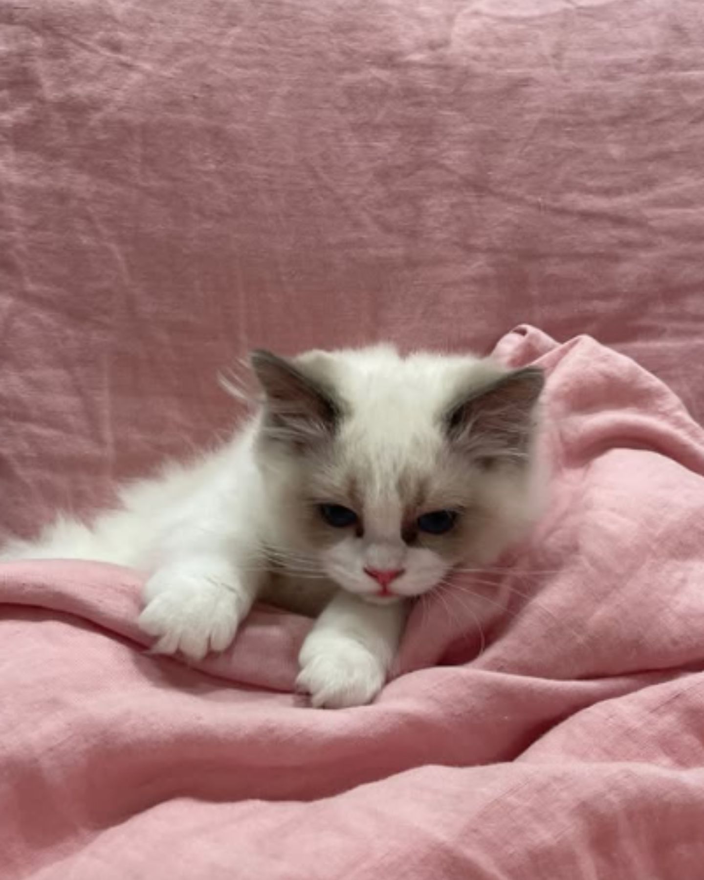cute white kitten