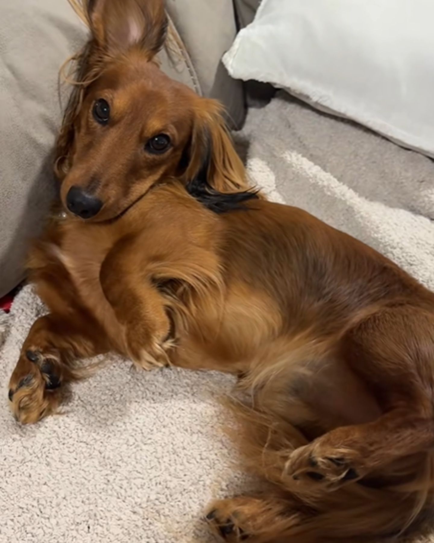 dachshund adorable dog lying down