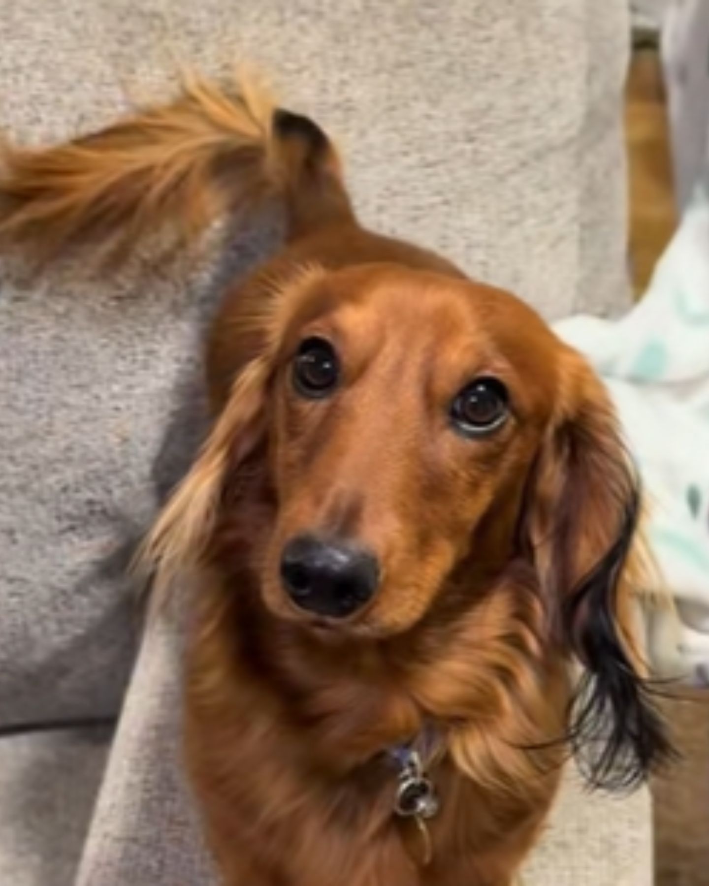 dachshund wags his tail cheerfully