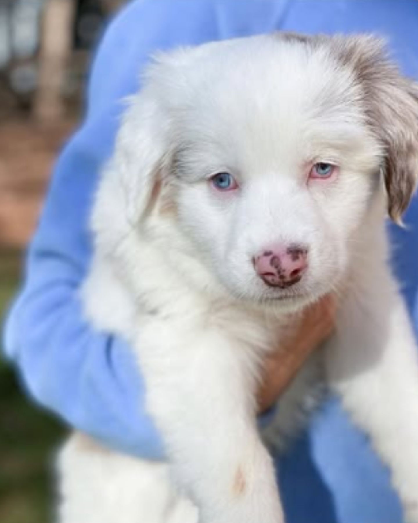 deaf and blind puppy
