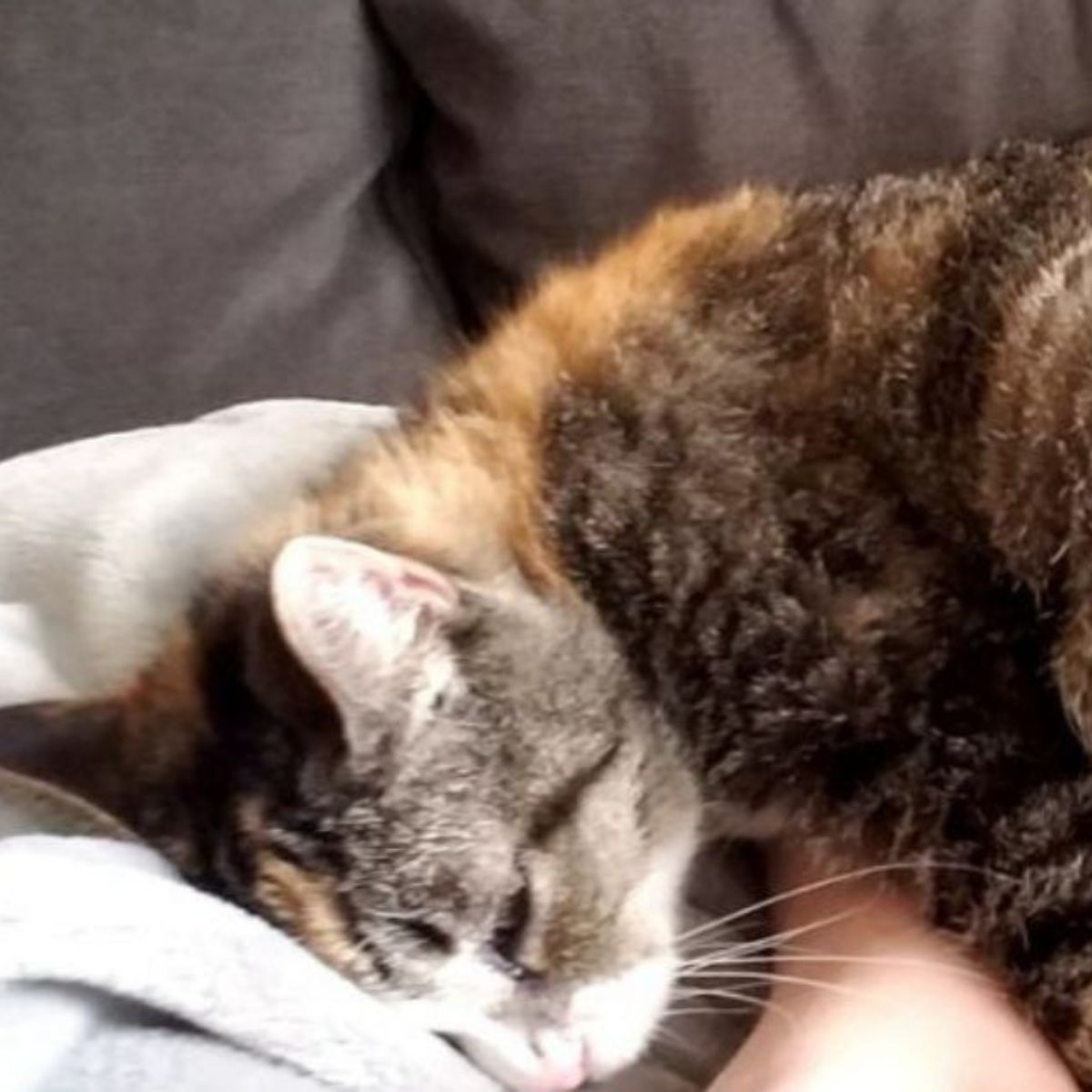 deaf cat lying