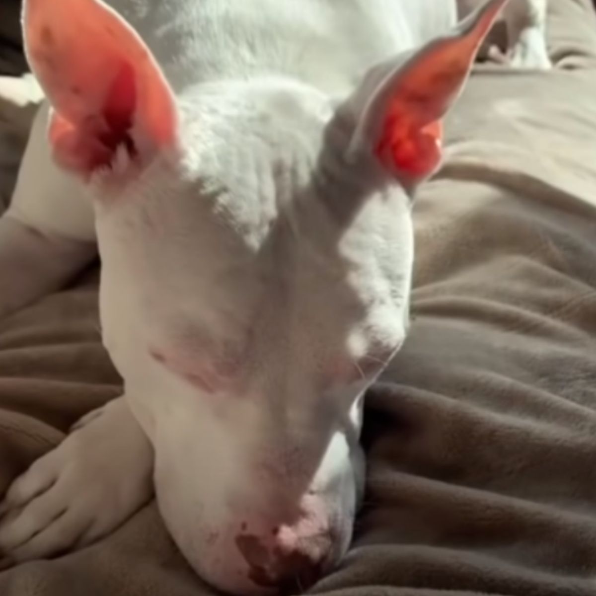 deaf dog sleeping