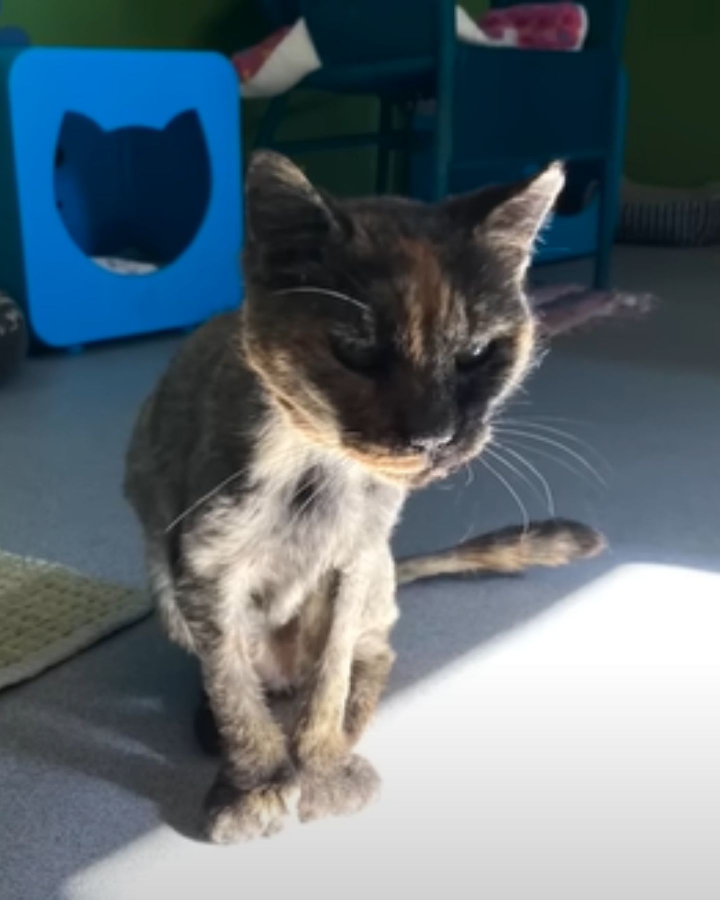 deaf shelter cat