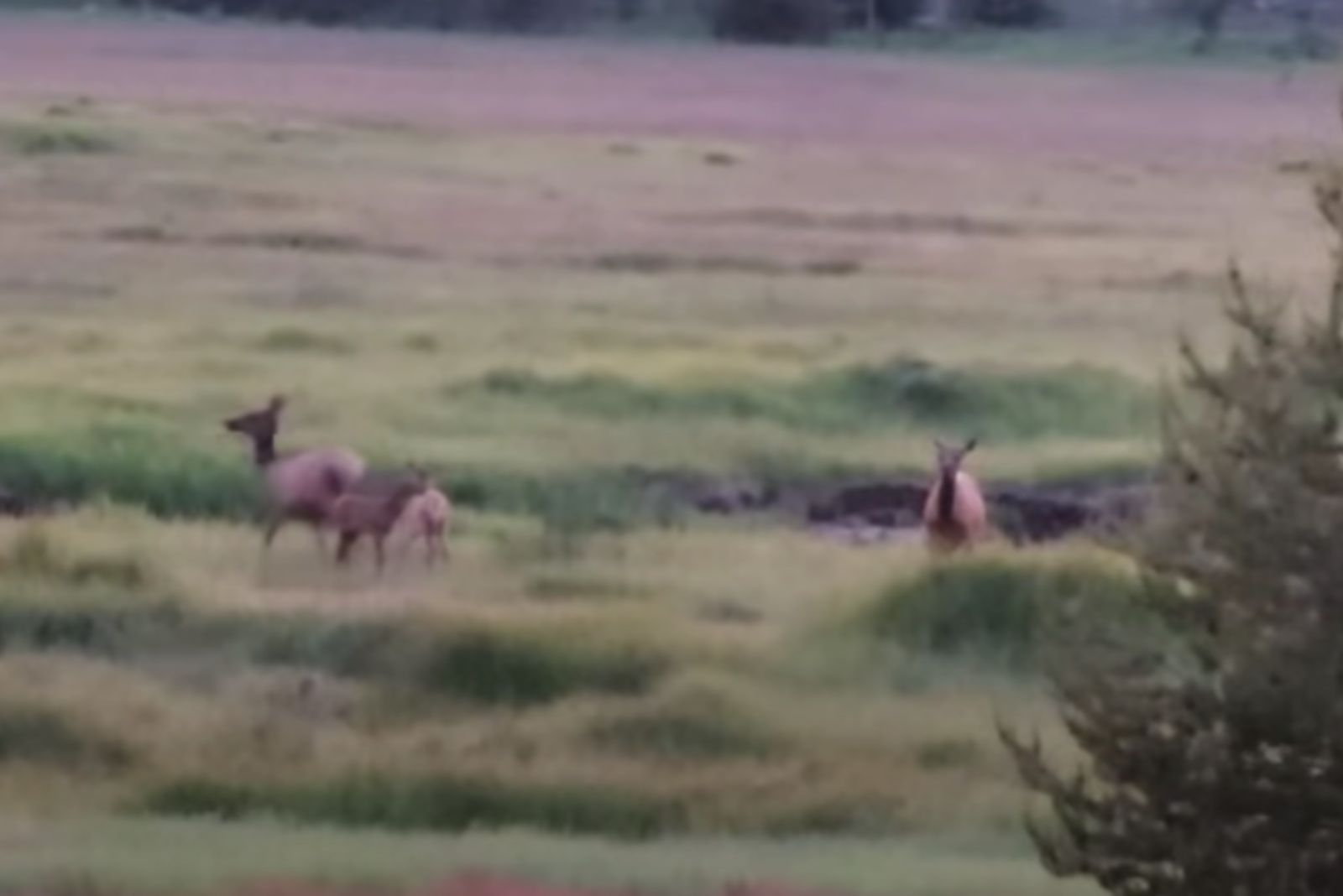deers in the field