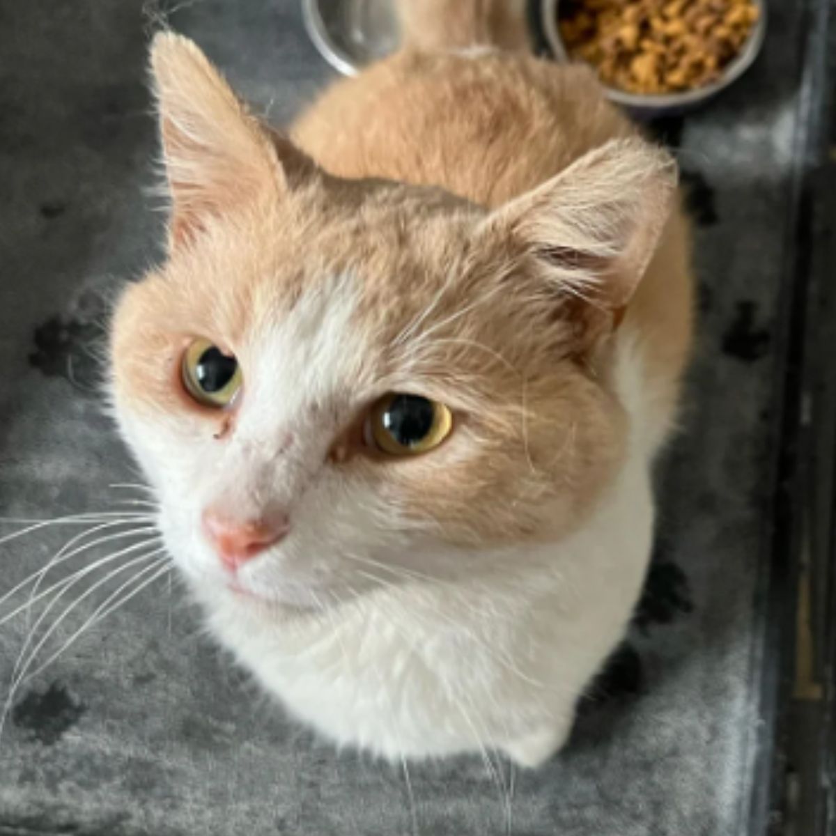 desperate cat