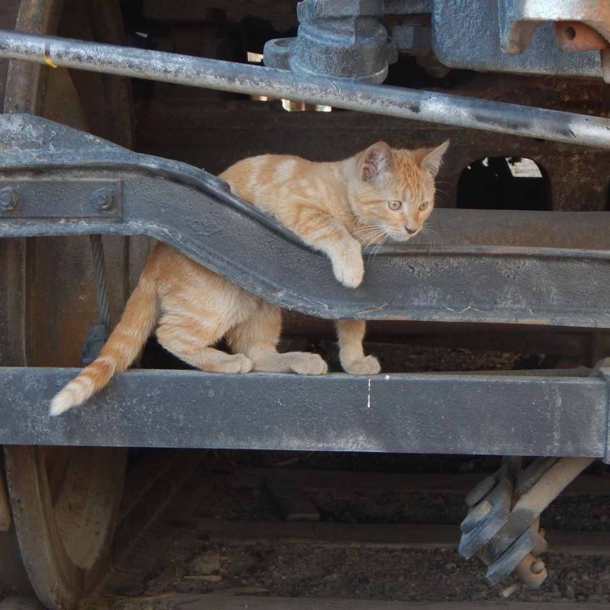 dirt junior cat