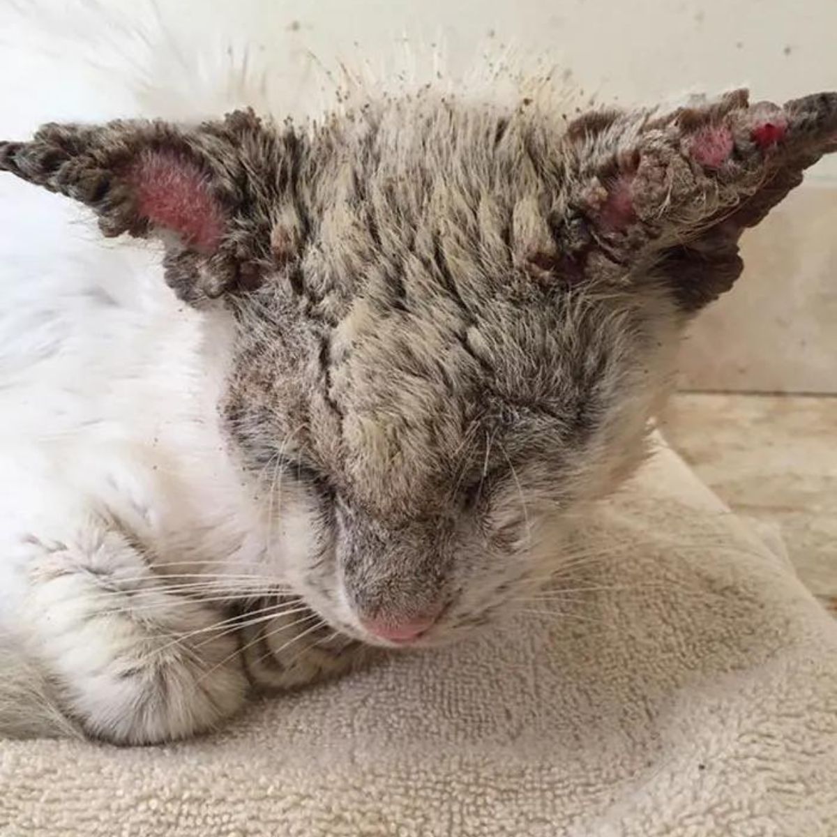 dirty cat