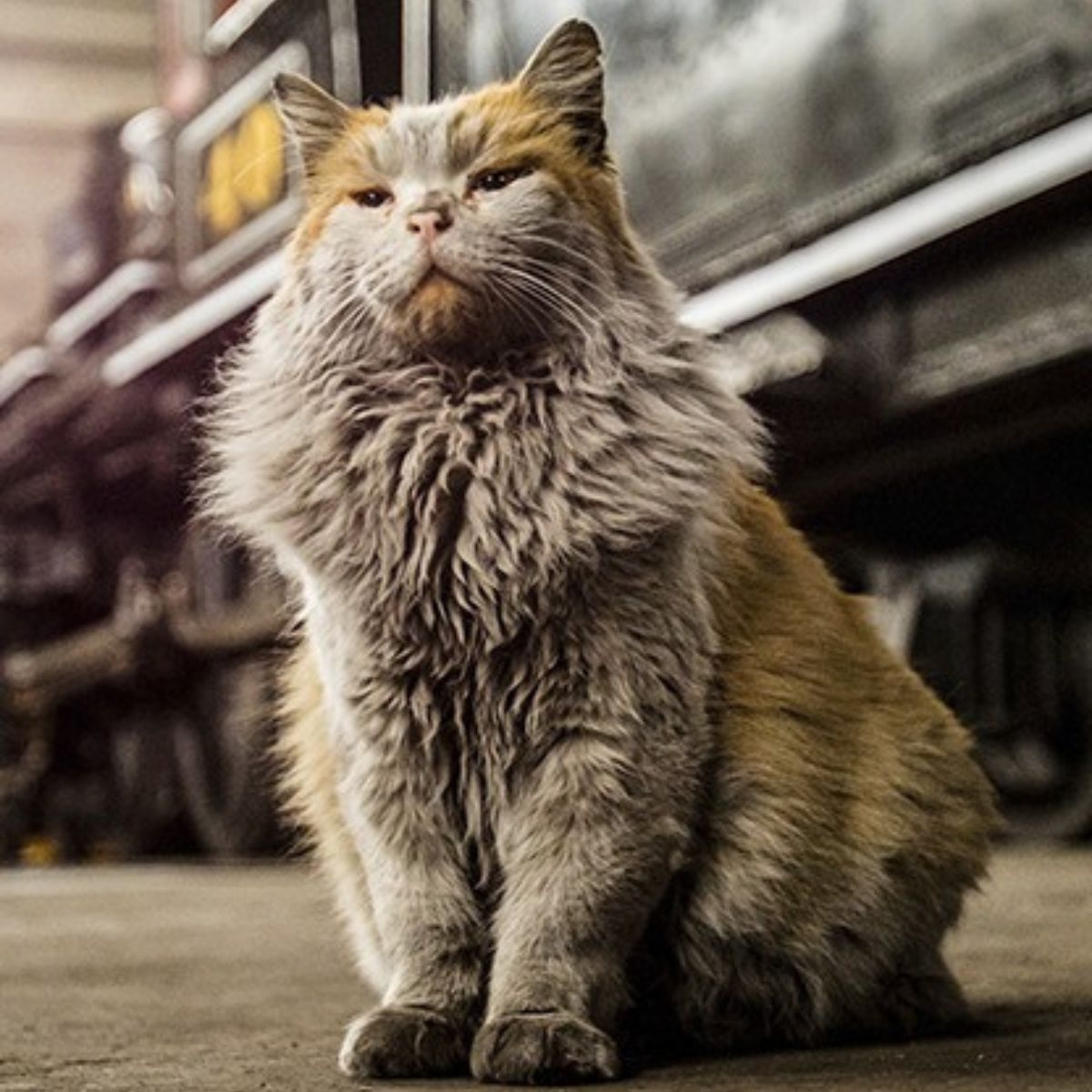 dirty fluffy cat
