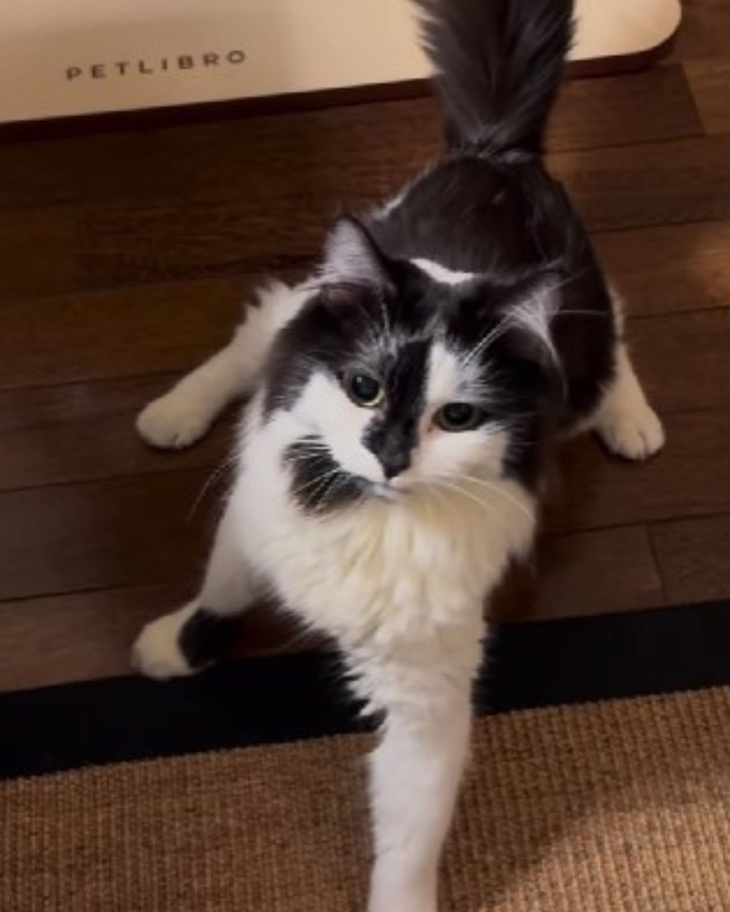 disabled cat