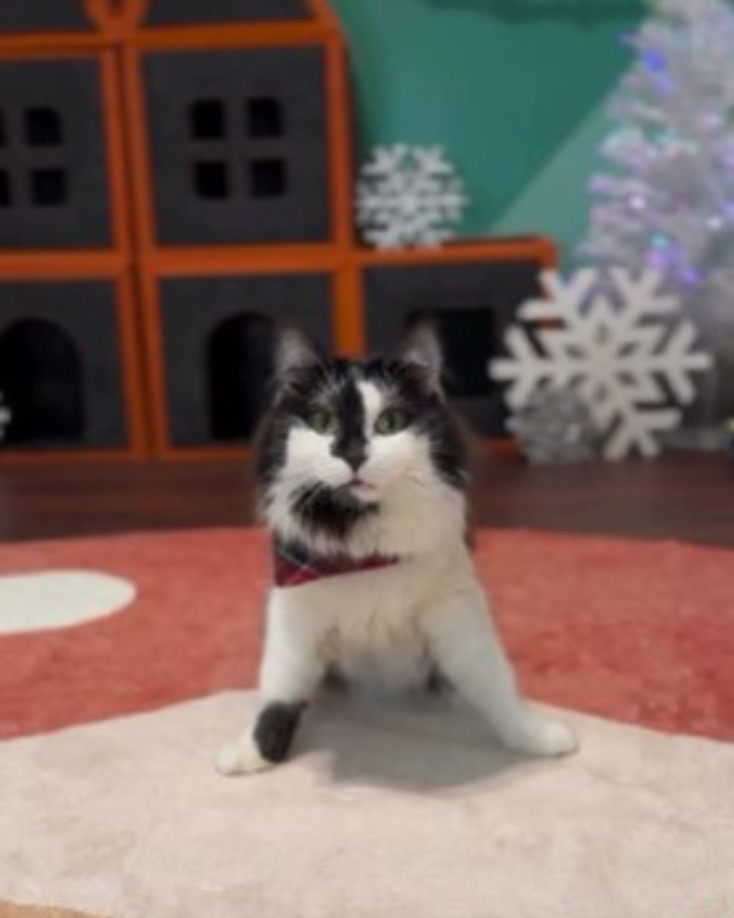 disabled cat indoors
