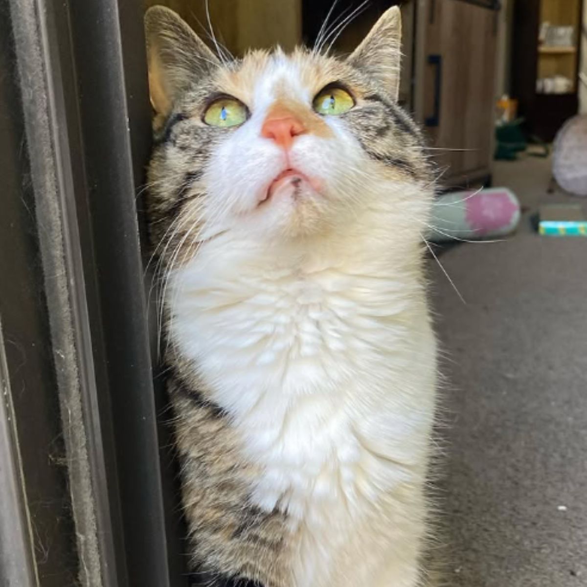 disabled cat looking up
