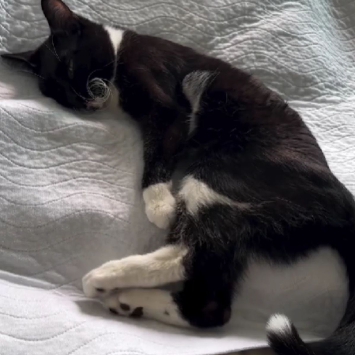 disabled cat lying in bed