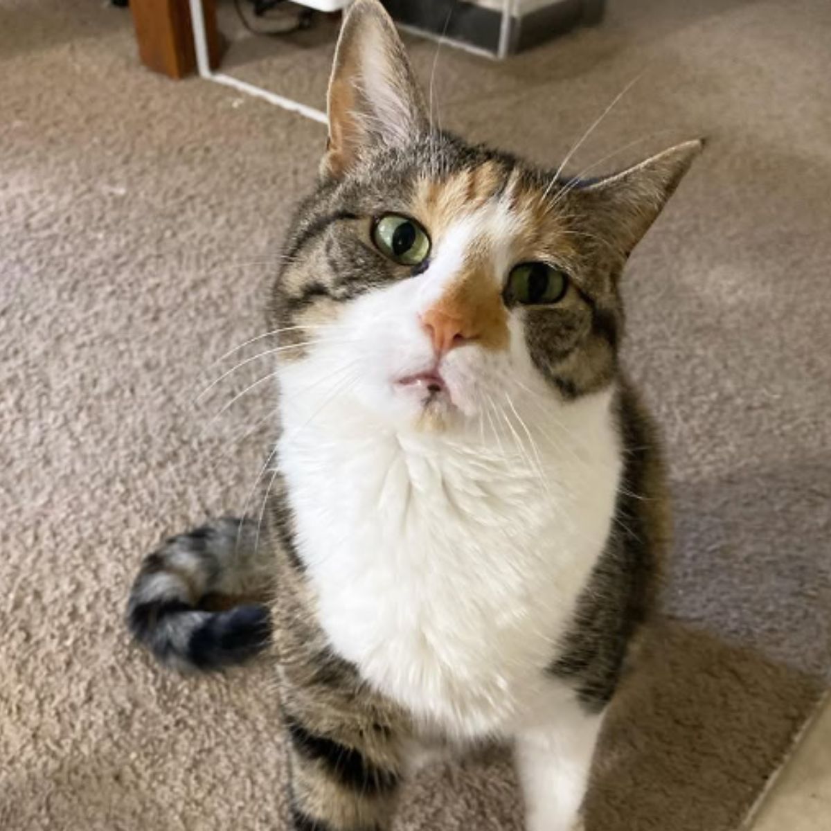 disabled cat