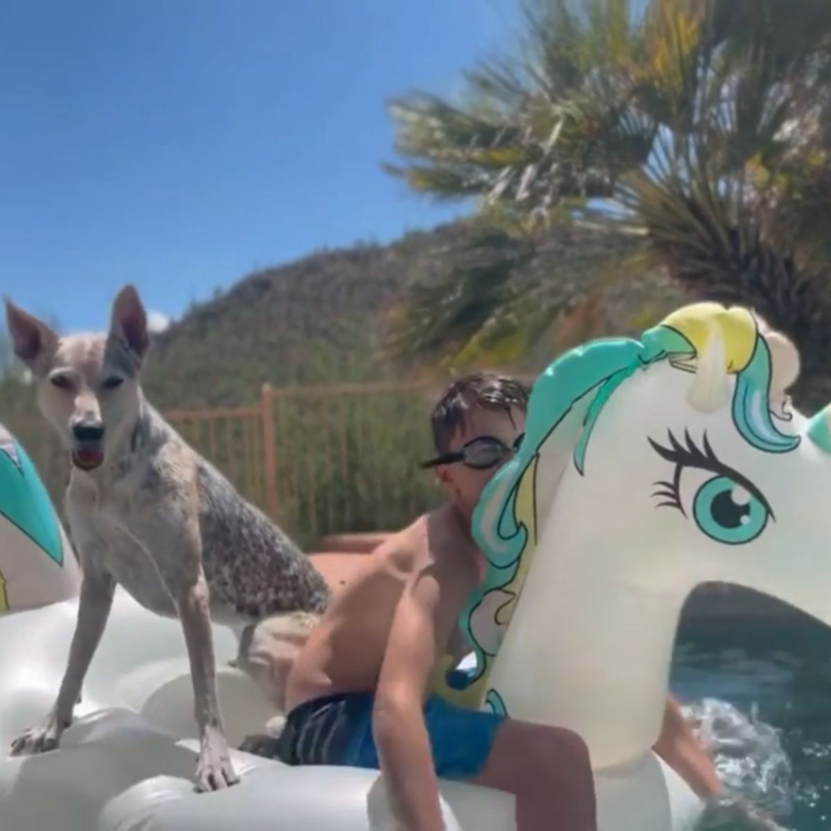 dog and a boy on a floaty