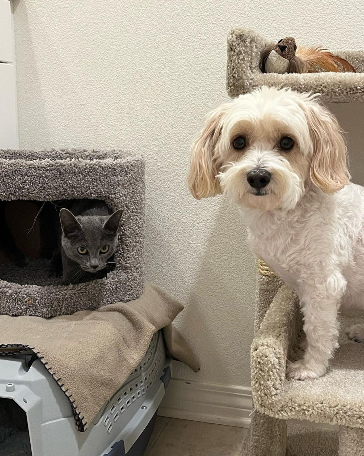 dog and a cat