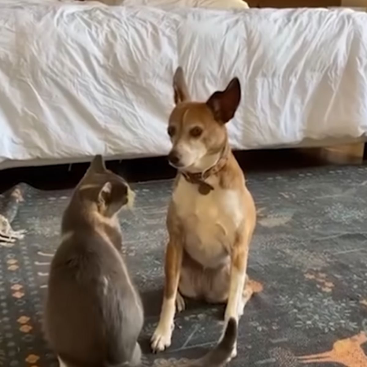 dog and a cat