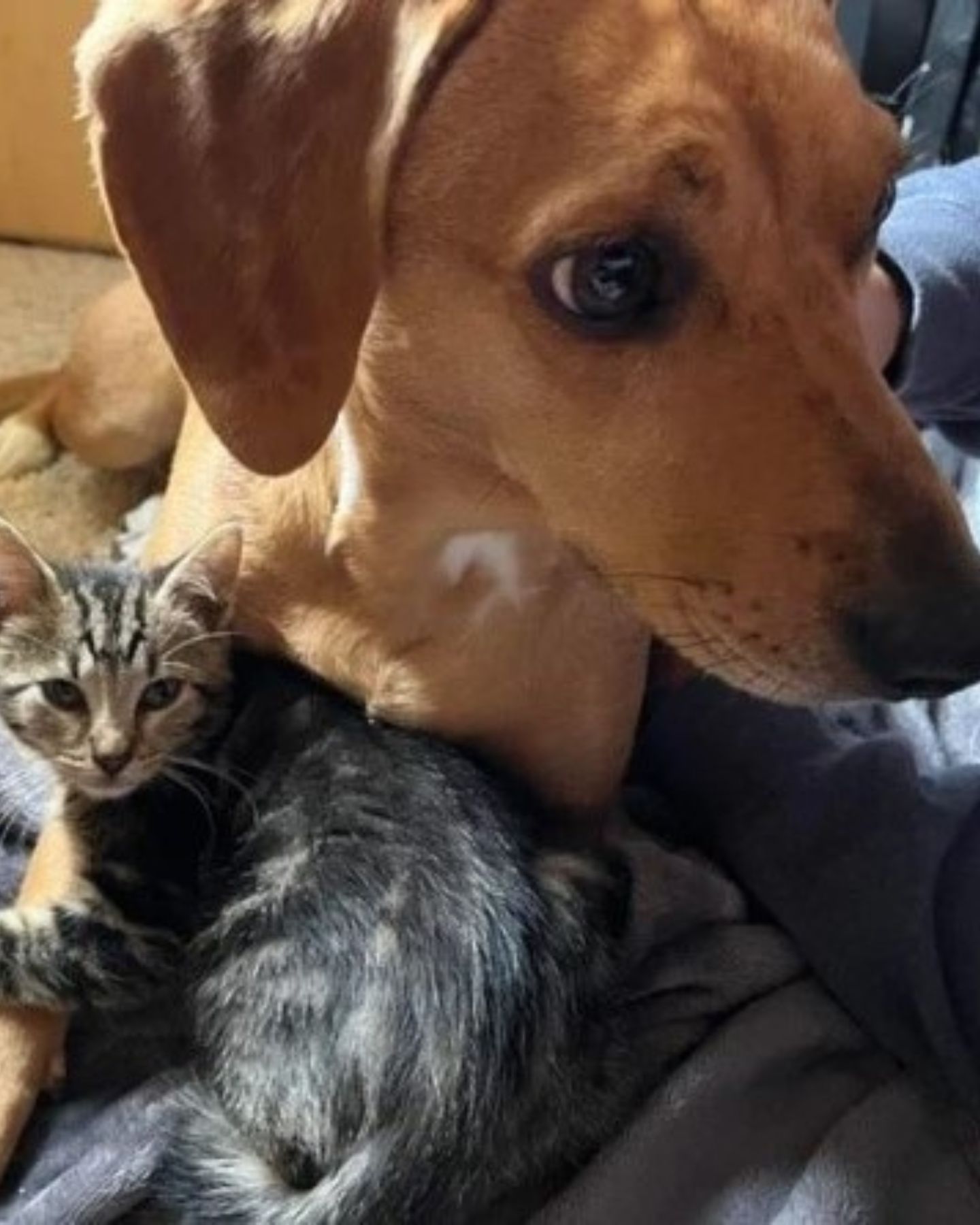 dog and a kitten lying together