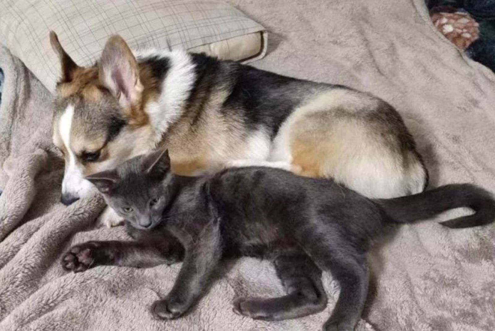 dog and kitten lying